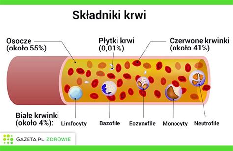 Krew – ile krwi ma człowiek, funkcje i skład krwi